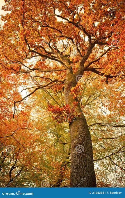 Autumn Oak Tree In The Forest Stock Image - Image: 21253361