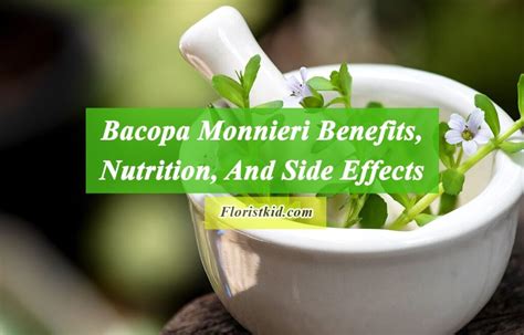 Bacopa Monnieri Benefits, Nutrition, And Side Effects