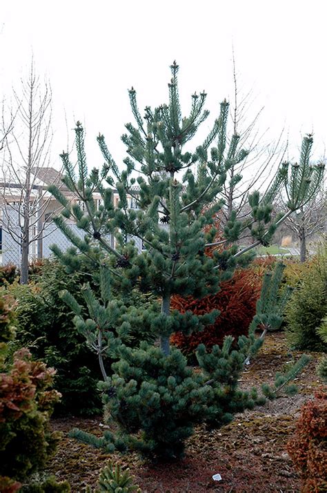 Cleary Japanese White Pine Pinus Parviflora Cleary In Boston Hopkinton Chelmsford Hingham