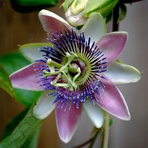 Passiflora Allardii Fleur De La Passion Passiflore Blanche Et Rose