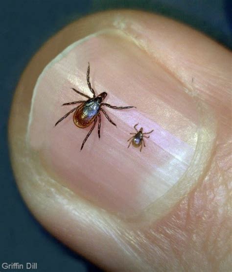 How to tell the difference between deer and dog ticks — News — Bangor ...