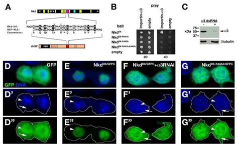 Drosophila Naked Cuticle Nkd Engages The Nuclear Import Adaptor