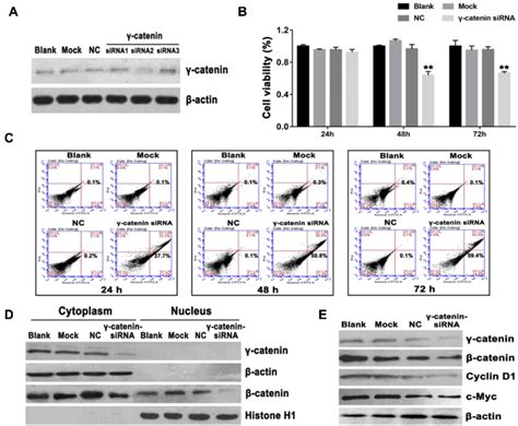 The effects of γ catenin knockdown on THP 1 cells A The knockdown