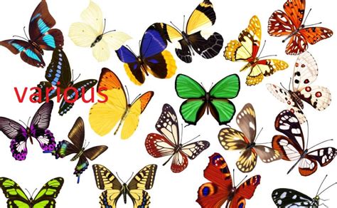 various和varied的区别-百度经验 