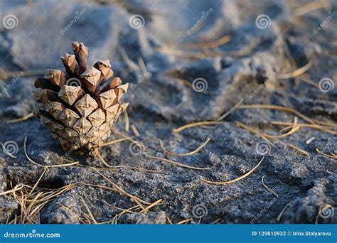 Pine cone on stone stock photo. Image of fall, autumn - 129810932