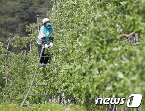 金사과·배도 재배면적 2년째 감소사과 15·배 22↓ 뉴스1