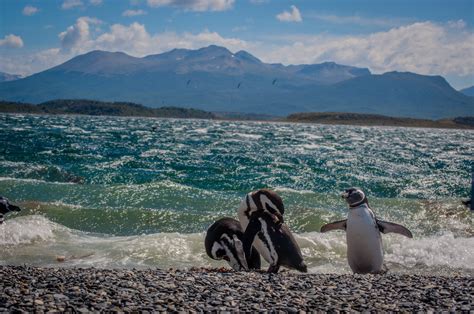 Walk among penguins in Ushuaia — BRB Travel Blog