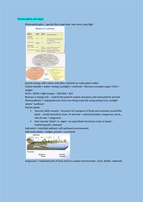 Marine ecosystems revision - Marine plants and algae: - Photoautotrophs ...