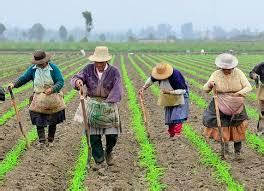 Agricultura De Plantation - Las mujeres en la agricultura y la seguridad alimentaria. La ...