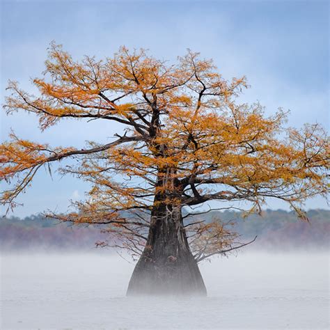 Caddo Lake Cypress Swamps Adam Jones Photography