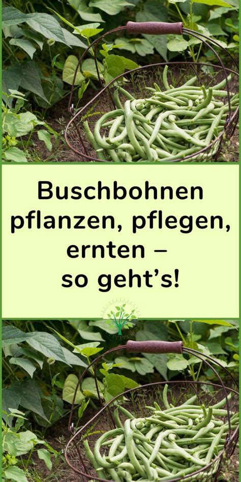 Buschbohnen Pflanzen Pflegen Ernten So Gehts Buschbohnen