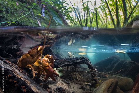 freshwater shrimp Stock Photo | Adobe Stock