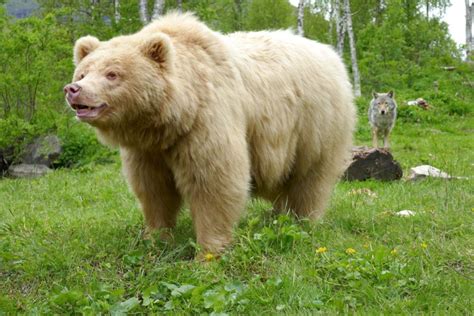 Orso Grizzly Albino