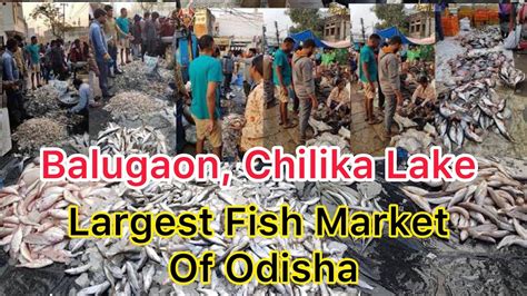 Balugaon Chilika Fish Market And Fish Price List Largest Fish Market