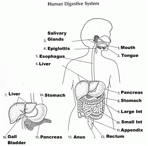 Digestive System Label Diagram