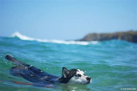 Can Huskies Swim In The Ocean