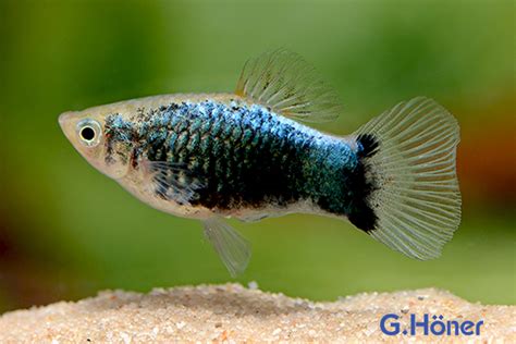 Platy blau tuxedo G Höner Zierfischgroßhandel