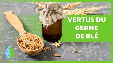 BIENFAITS du GERME DE BLÉ Propriétés utilisation et Contre