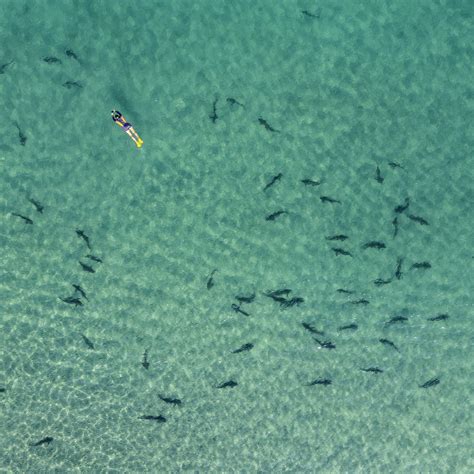 The 7 Best Shark Documentaries Every Surfer Should See - Surfer