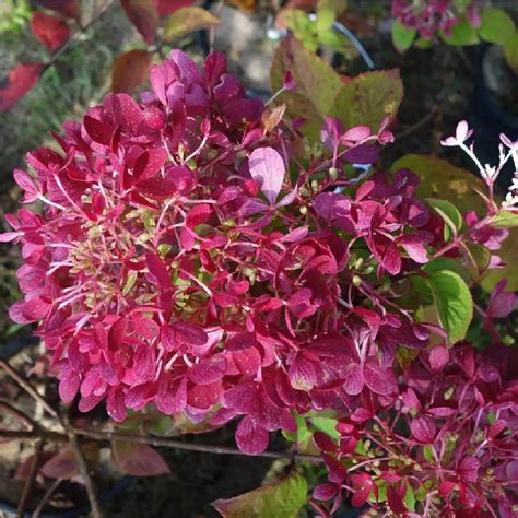 Hydrangea Paniculata Diamant Rouge Hortensia P Pini Res Lepage