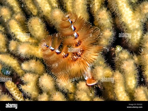 Spirobranchus Giganteus Commonly Known As Christmas Tree Worms Are