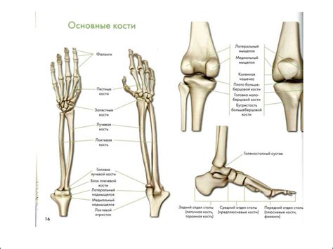 Функциональная анатомия. Введение. Описание поз и движений человека ...