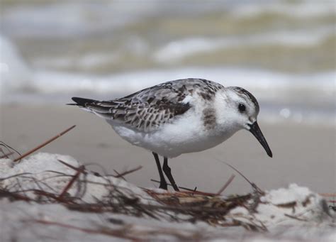 17 Best Images About Sand Pipers On Pinterest Beaches The Wave And Birds