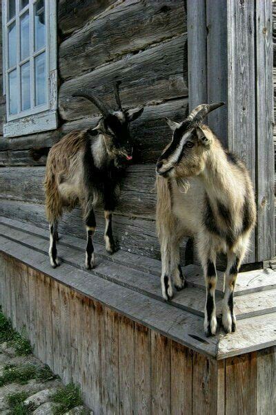 Pin By Şadiye Özçivit On Hayvanlar Cute Goats Goats Animals Beautiful