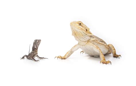 how to tell the sex of a bearded dragon