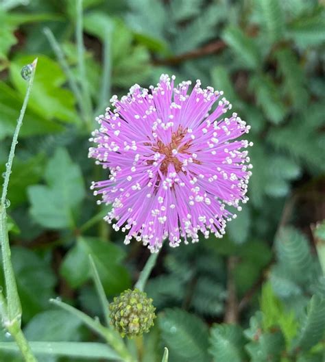 Mimosa Strigillosa 15 Seeds Sunshine Mimosa 2023 Etsy