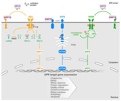 Cancers Free Full Text An Emerging Role For The Unfolded Protein