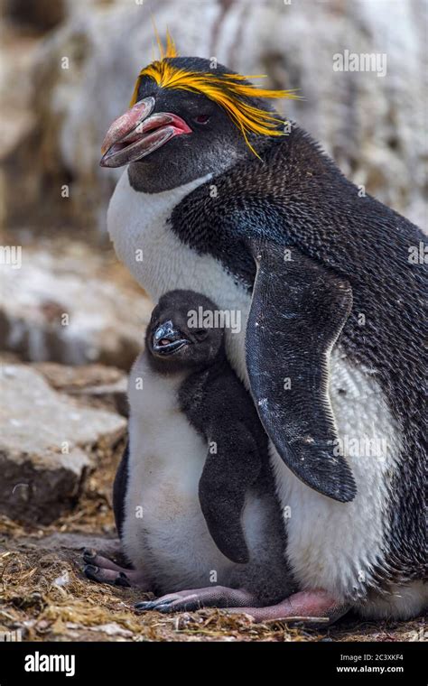 Macaroni penguin (Eudyptes chrysolophus), Cape Bougainville, East ...