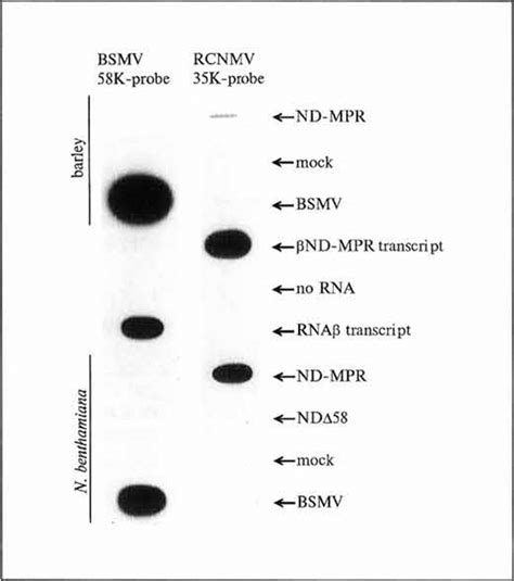 Slot Blot Hybridization Analysis Of Total Rna Isolated From N