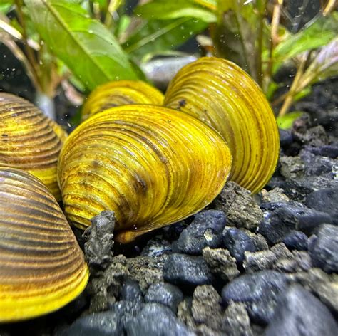 Freshwater Gold Clam x3 | AquaticMotiv