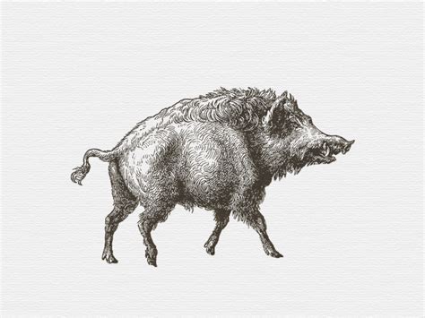 Wild Hog ... by Arno Kathollnig on Dribbble