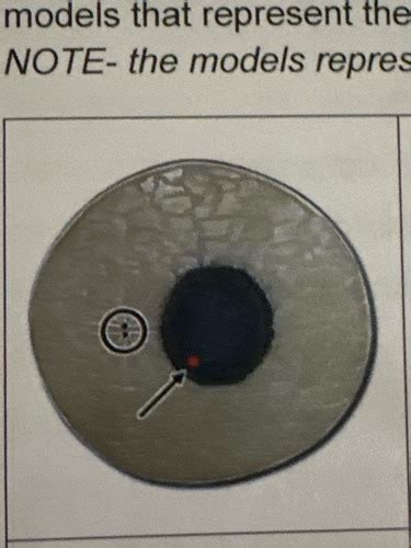 The Cell Division Flashcards Quizlet