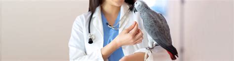 Bird Vet Farmington - Emergency Exotic Avian Vet Near Me