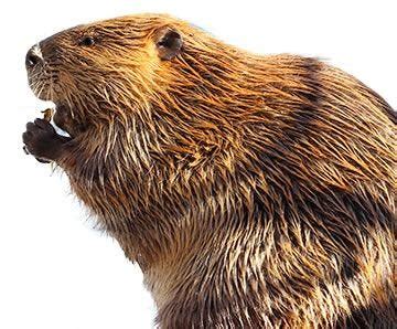 Facts About Beavers | Beaver Facts | Havahart®