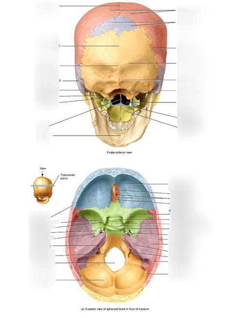 Cranial Skeleton Pt3 Diagram Quizlet