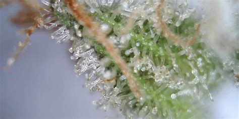 Trichome Harvesting Chart - The Ultimate Guide!