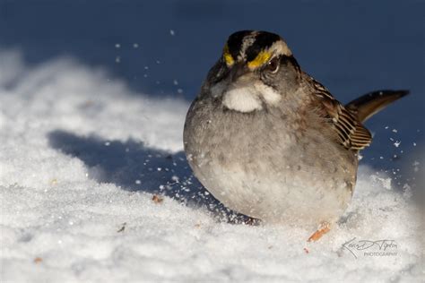 White Throated Sparrow Flickr