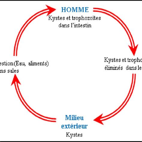 Cycle évolutif Dentamoeba Histolytica Et De Giardia Intestinalis Elle Download Scientific