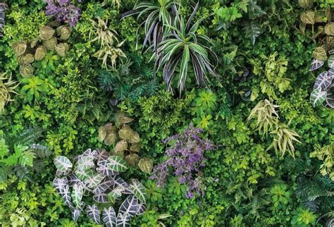 Laeacco Tropical Forest Green Plants Leaves Foliage Photography