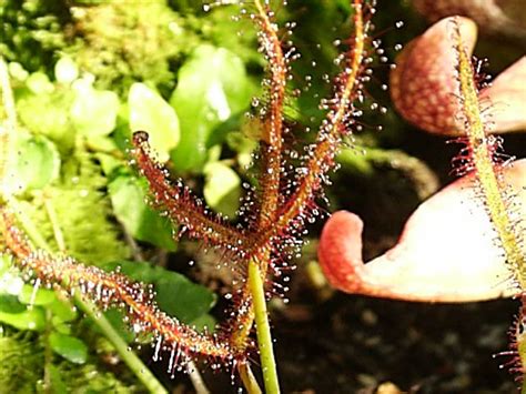 Sundews, how to grow and care for a Sundew plant, Drosera - Garden Helper, Gardening Questions ...