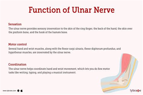 Ulnar Nerve Human Anatomy Image Functions Diseases And Treatments