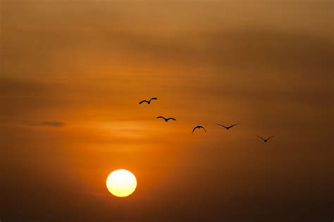 D A Mundial De Las Aves Migratorias Por Qu Se Celebra Hoy