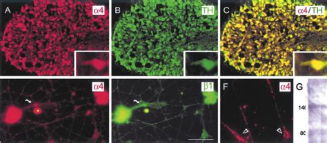 Immunolocalization Of Inte Grins On Scg Neurons Cryostat Sections