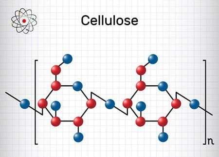 How Do Rabbits Digest Cellulose? — Rabbit Care Tips