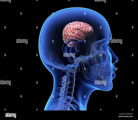 Human Skull With A Small Brain Inside D Illustration Stock Photo Alamy