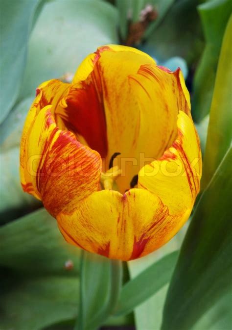 Red Yellow Striped Tulip Flower From Stock Image Colourbox